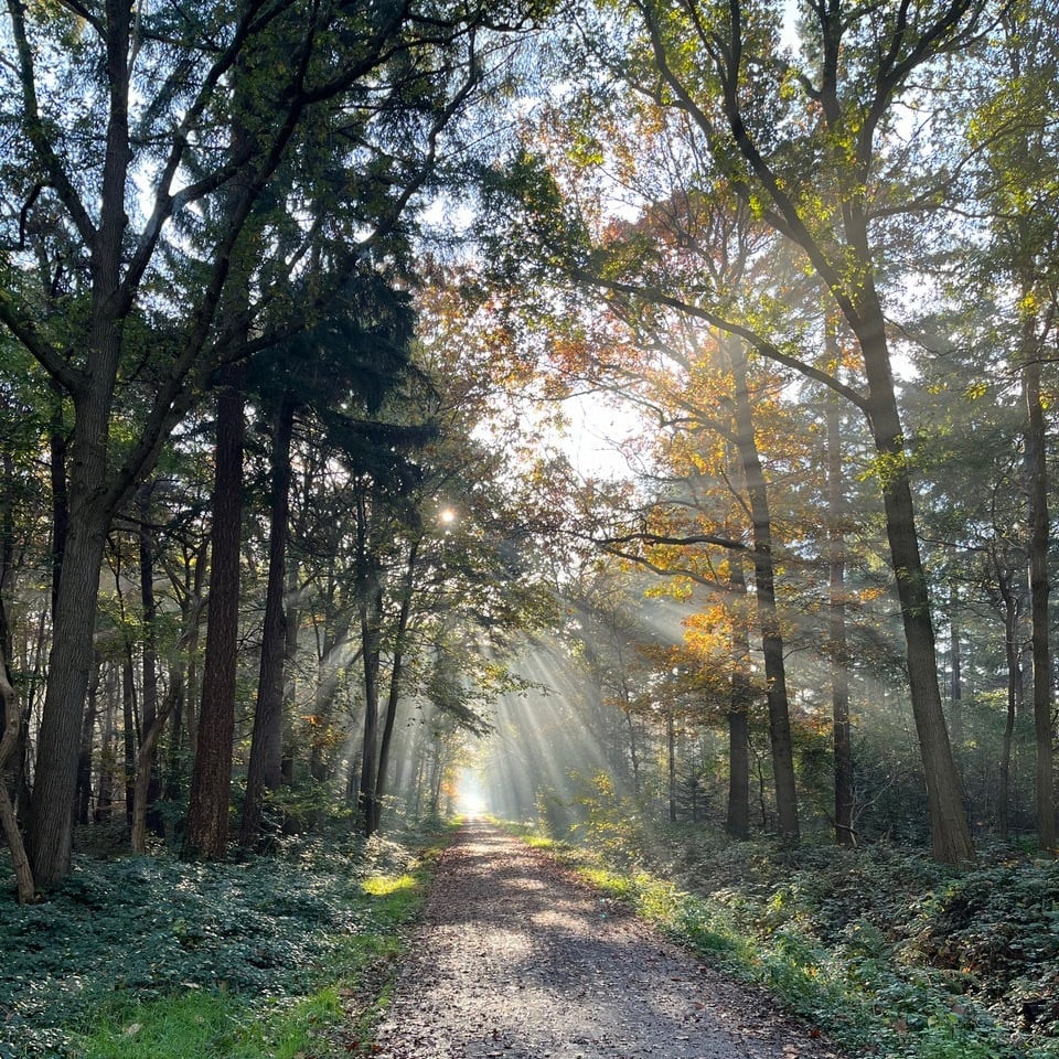 De zon schijnt door de bomen in het Ulvenhoutse bos, we zien een prachtig beeld waarin we de zandweg in de mist zien verdwijnen